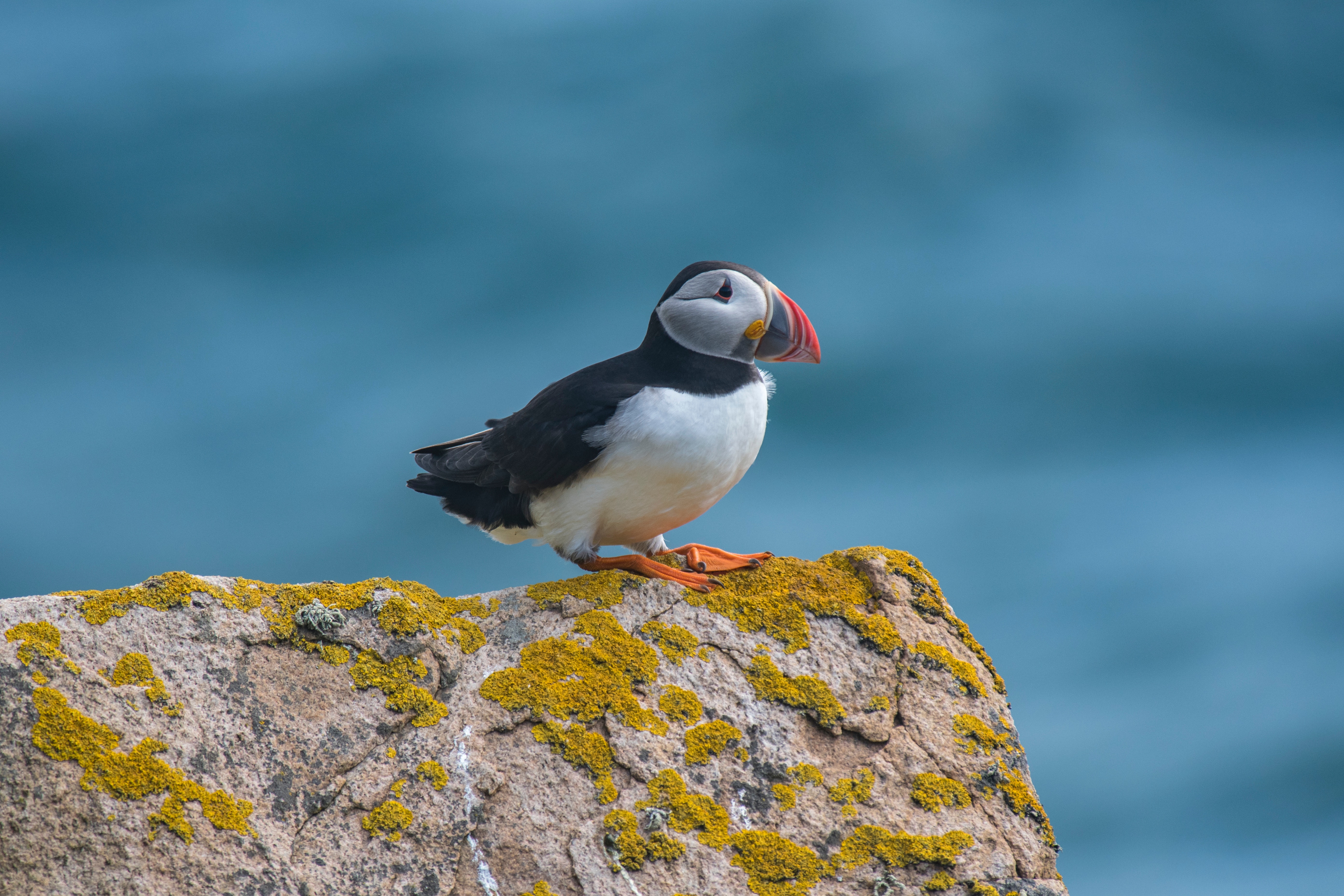puffin